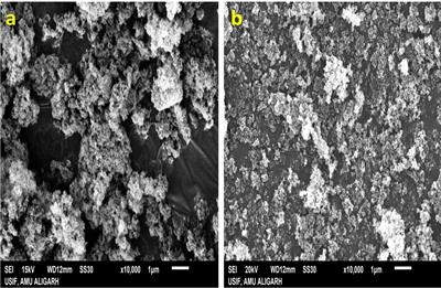 Enhancing growth, vitality, and aromatic richness: unveiling the dual magic of silicon dioxide and titanium dioxide nanoparticles in Ocimum tenuiflorum L.